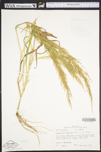 Eragrostis japonica image